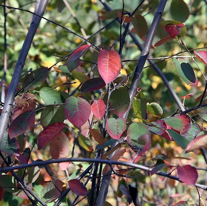 Amelanchier x grandiflora 'Autumn Brilliance' ~ Autumn Brilliance Apple Serviceberry