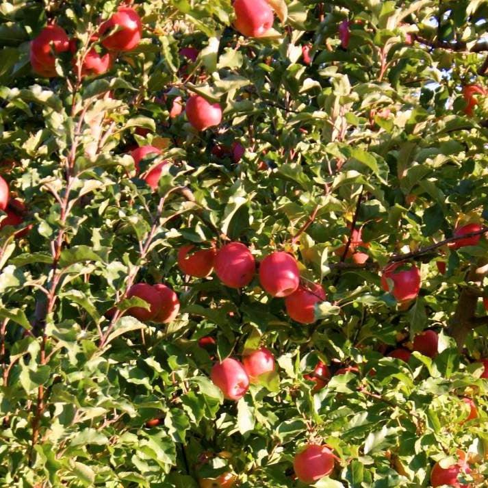 Malus 'Cripps Pink' ~ Pink Lady® Apple