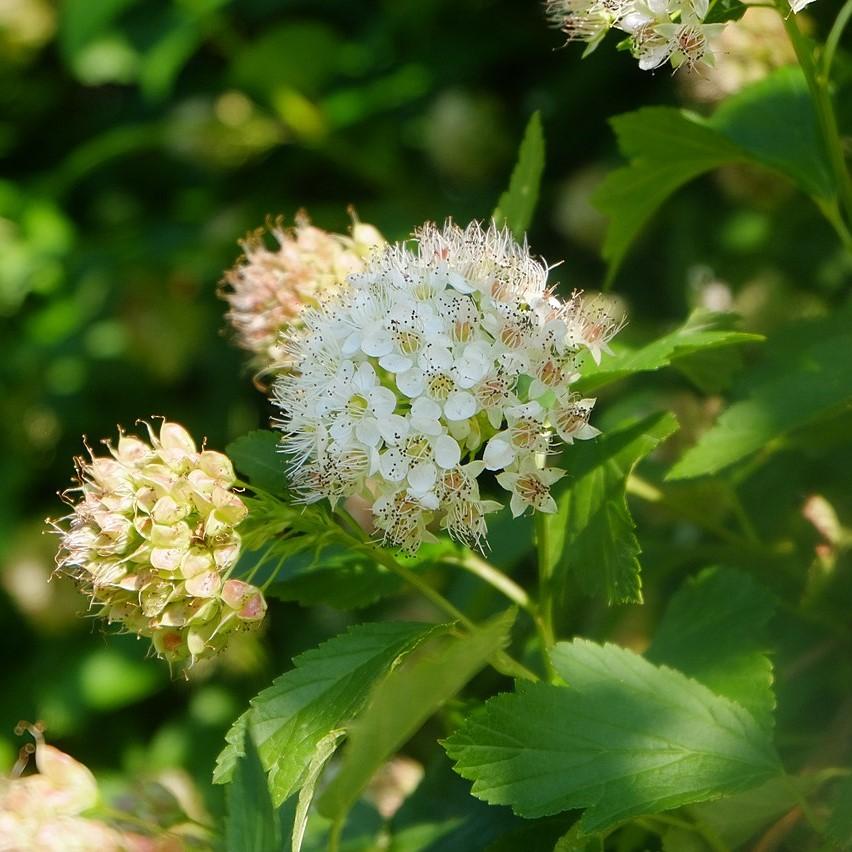 Physocarpus opulifolius ~ Atlantic Ninebark