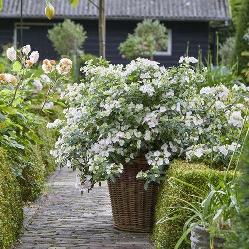 Hydrangea x ‘Fairytrail Bride' ~ Fairytrail Bride® Cascade Hydrangea