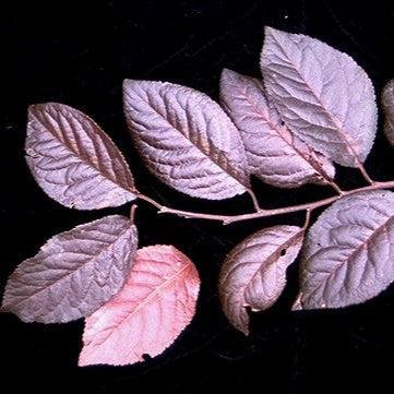 Prunus cerasifera 'Atropurpurea' ~ Purple Leaf Plum