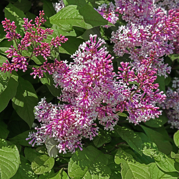 Syringa 'Grecrimdoll' ~ Crimson Doll™ Lilac