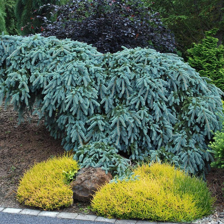 Picea pungens 'The Blues' ~ The Blues Blue Spruce