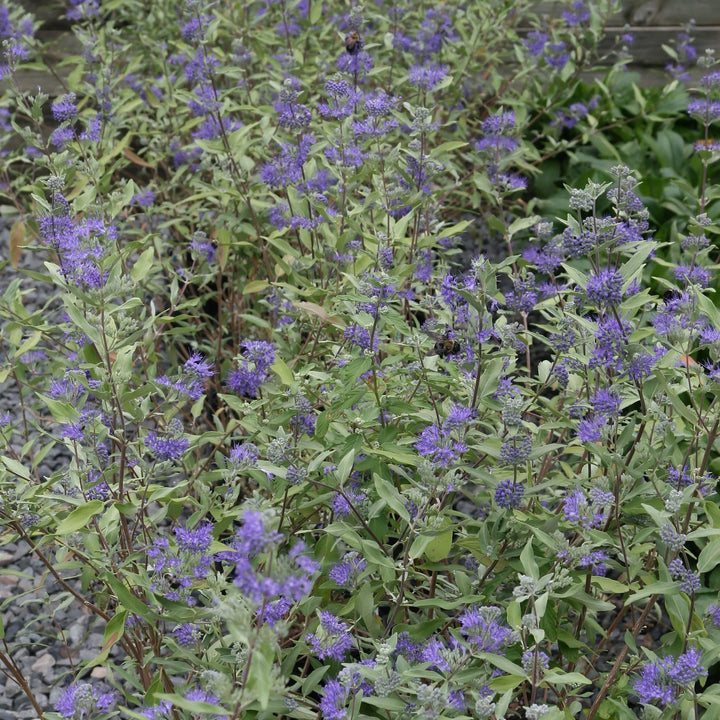 Caryopteris × clandonensis 'Dark Knight' ~ Dark Knight Bluebeard