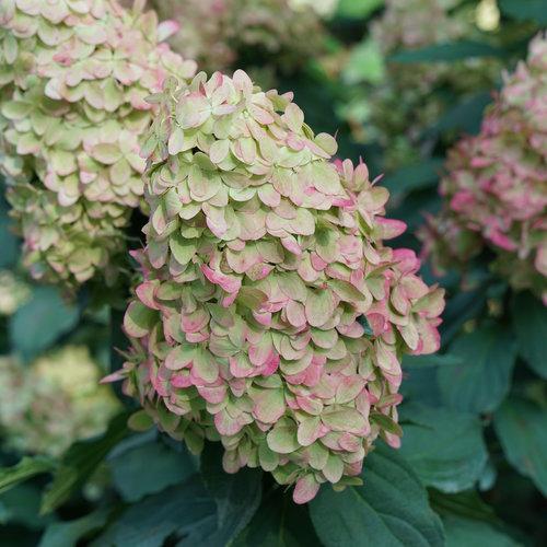 Hydrangea 'Limelight Prime'