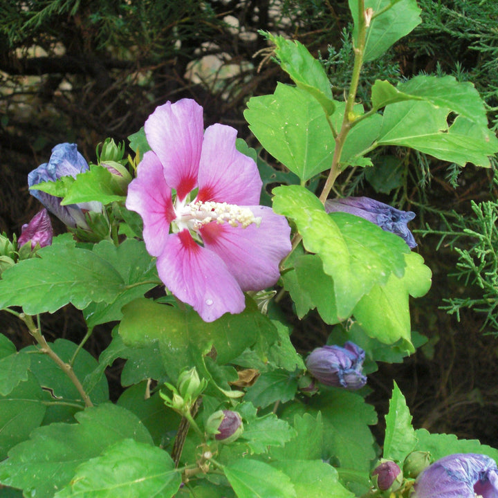 Hibiscus syriacus 'Minerva' ~ Minerva Rose of Sharon