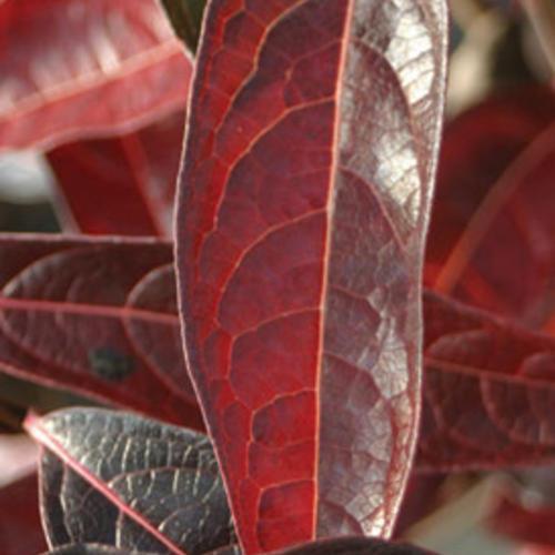 Viburnum nudum 'Bulk' ~ Brandywine™ Viburnum