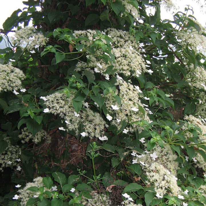 Climbing Hydrangea