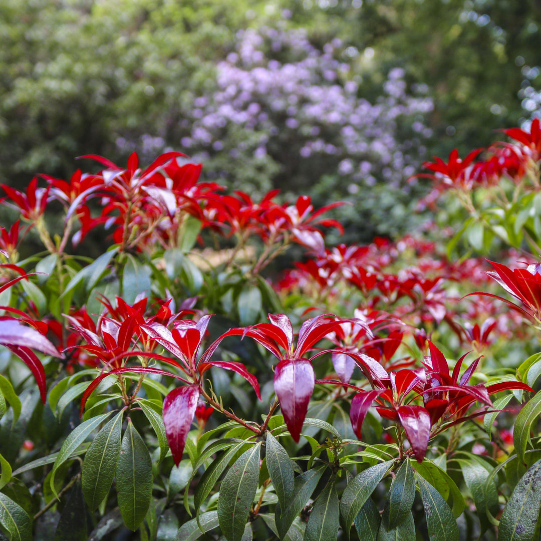 Andromeda 'Katsura' ~ Katsura Pieris