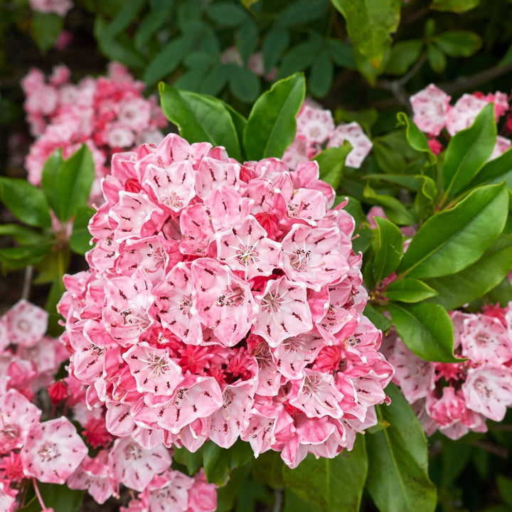 Kalmia latifolia 'Nipmuck' ~ Nipmuck Mountain Laurel