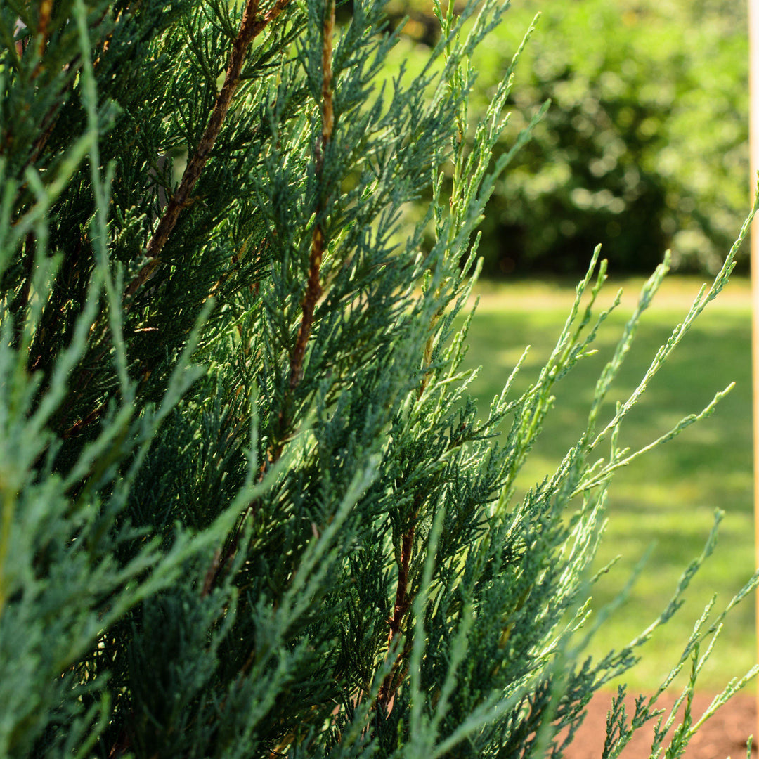 Juniperus virginiana 'Skyrocket' ~ Skyrocket Juniper