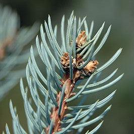 Picea pungens 'Fastigiata' ~ Columnar Colorado Blue Spruce