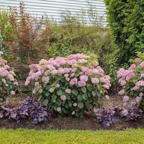 Hydrangea arborescens 'NCHA2' ~ Invincibelle® Spirit II Hydrangea