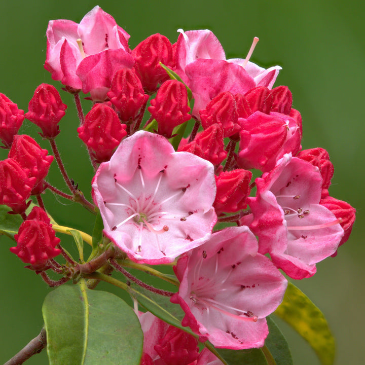 Kalmia latifolia 'Olympic Fire' ~ Olympic Fire Mountain Laurel