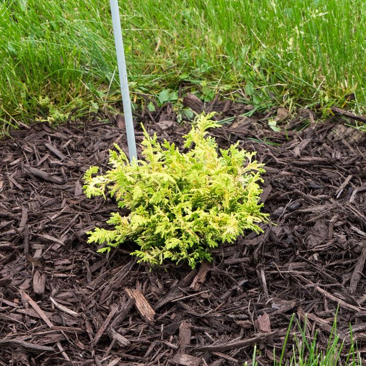 Chamaecyparis pisifera 'Gold Spangle' ~ Gold Spangle Falsecypress