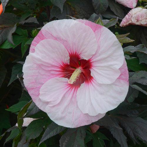 Hibiscus 'Perfect Storm' PP27,880 ~ Summerific® Perfect Storm Hibiscus