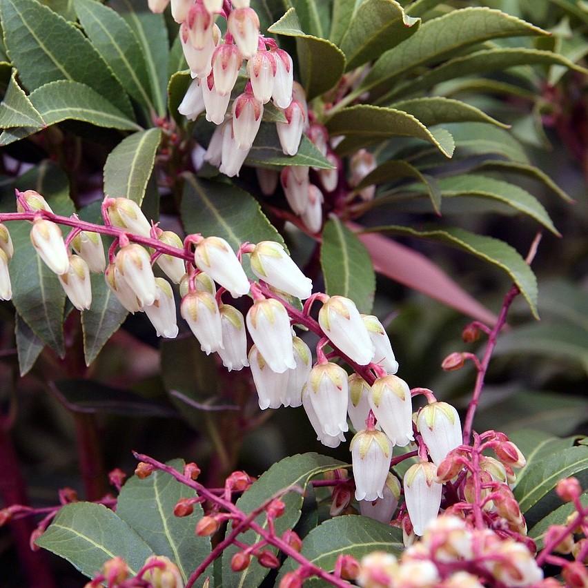 Andromeda 'Mountain Fire' ~ Mountain Fire Pieris