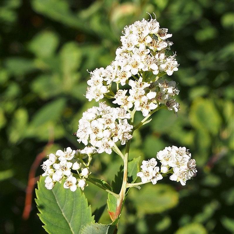 Spiraea alba ~ Meadowsweet