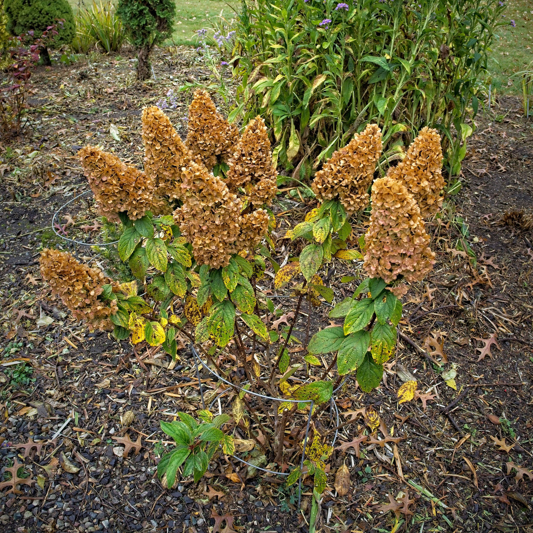 Hydrangea paniculata ‘Kolmakilima’ ~ Lava Lamp® Moonrock® Hydrangea