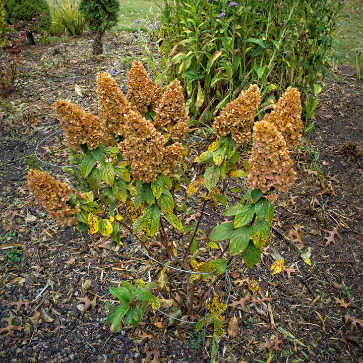 Hydrangea paniculata ‘Kolmakilima’ ~ Lava Lamp® Moonrock® Hydrangea