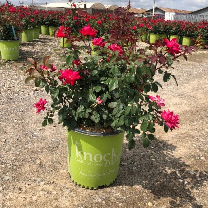 Rosa ‘Radtko’ PP 16,202 ~ Double Knock Out® Rose