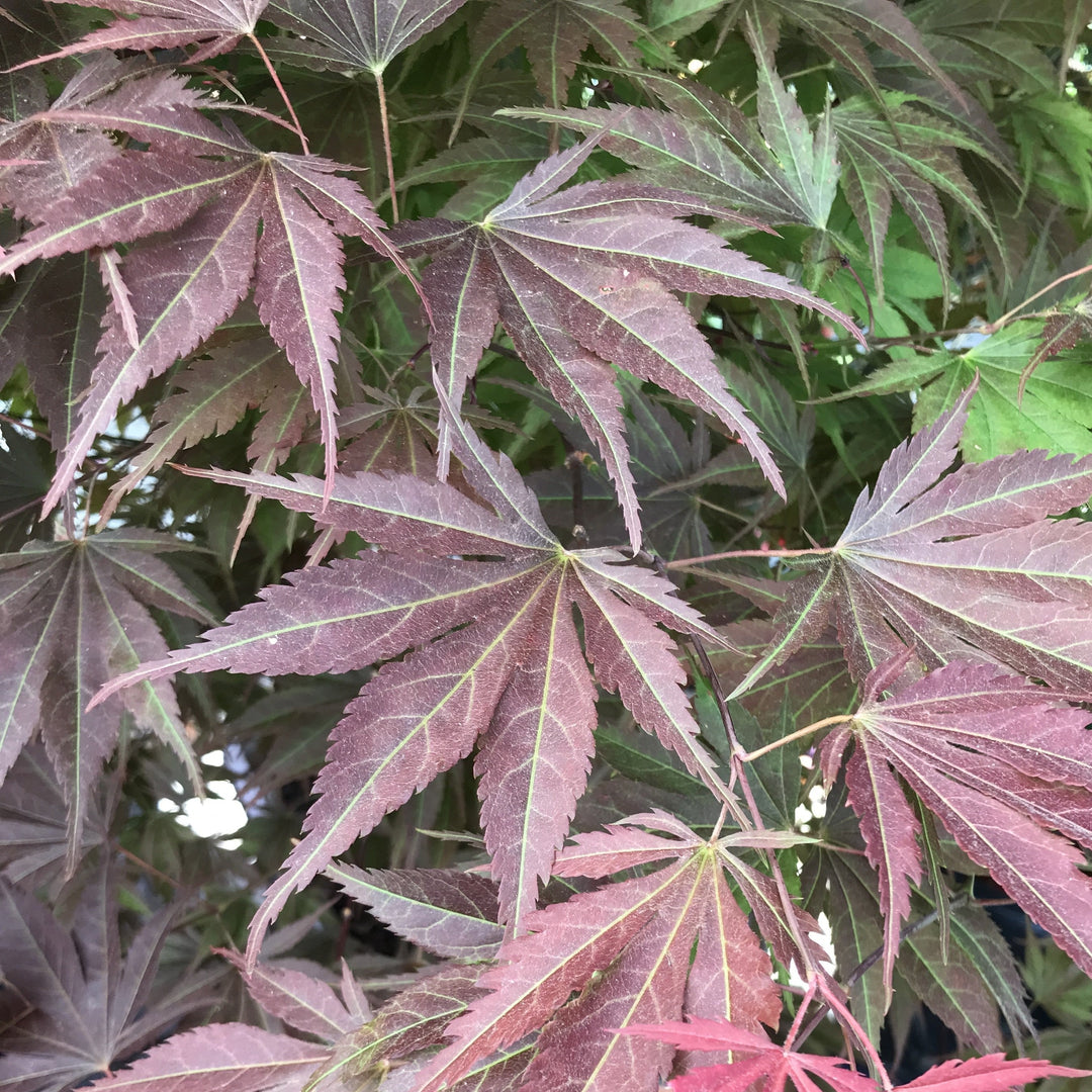 Acer palmatum 'Purple Ghost' ~ Purple Ghost Japanese Maple