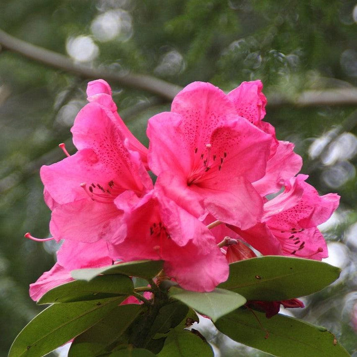 Rhododendron 'Anna Rose Whitney' ~ Anna Rose Whitney Rhododendron