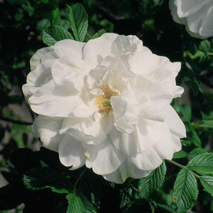 Rosa 'Blanc Double De Coubert' ~ Blanc Double De Coubert Rose