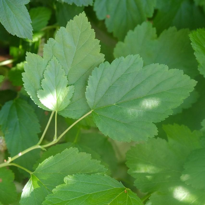 Physocarpus opulifolius ~ Atlantic Ninebark