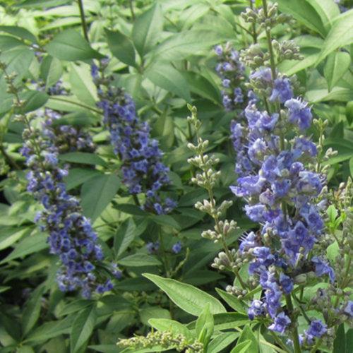 Vitex agnus-castus 'SMVACBD' ~ Blue Diddley® Chaste Tree