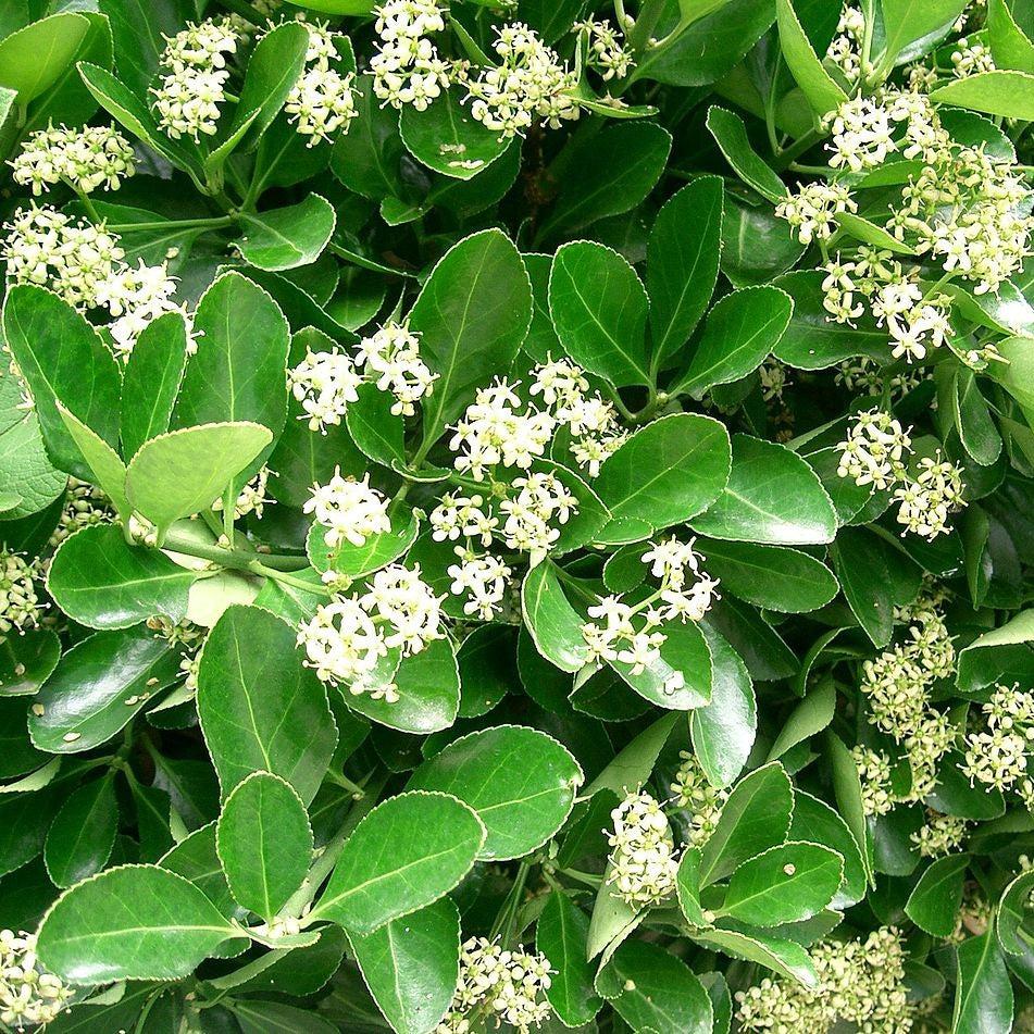 Euonymus japonicus ~ Japanese Euonymus