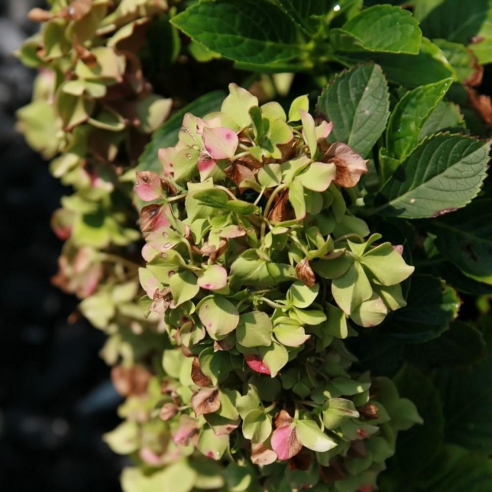 Hydrangea macrophylla 'Glowing Embers' ~ Glowing Embers Hydrangea