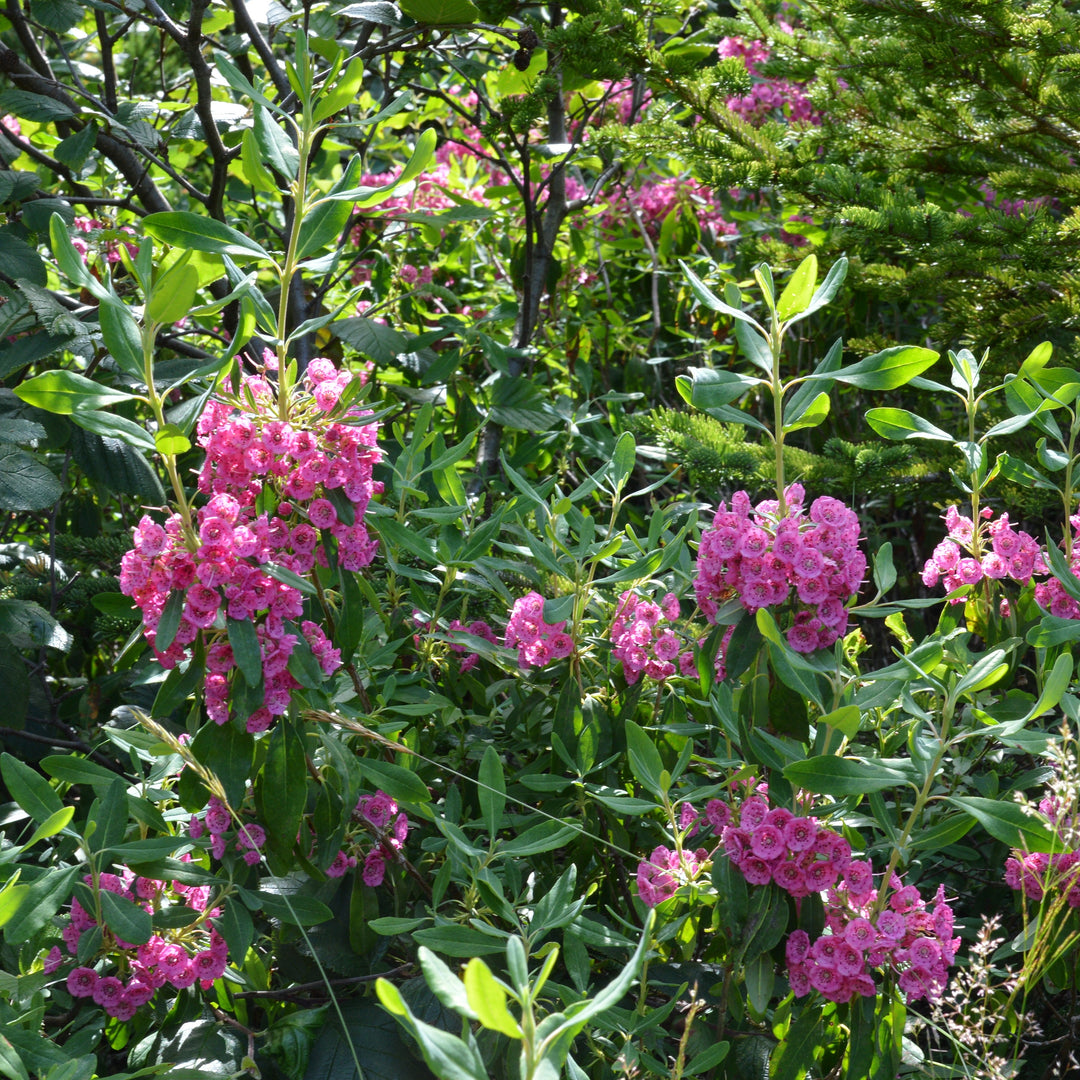 Kalmia angustifolia 'Hammonasset' ~ Hammonasset Sheep Laurel