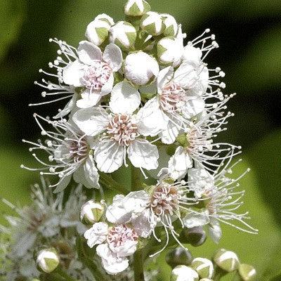 Spiraea alba ~ Meadowsweet