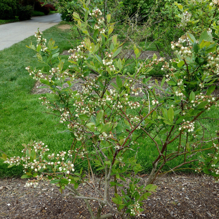 Vaccinium corymbosum 'Patriot' ~ Patriot Highbush Blueberry