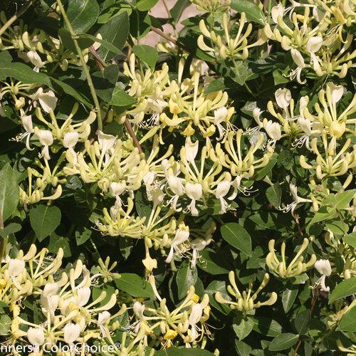 Lonicera periclymenum 'Scentsation' ~ Scentsation Honeysuckle