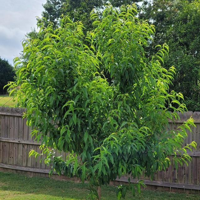 Prunus persica 'Elberta' ~ Elberta Peach