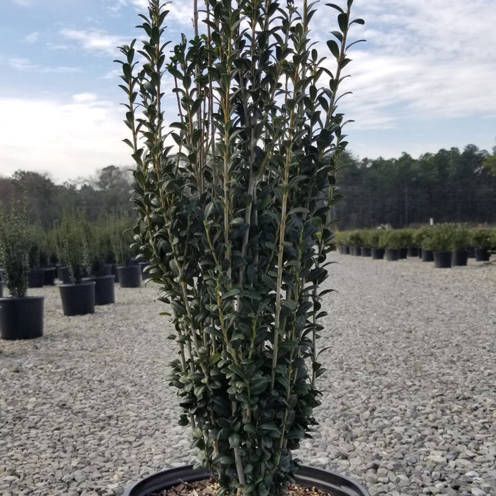 Ilex crenata 'Sky Pencil' ~ Sky Pencil Japanese Holly