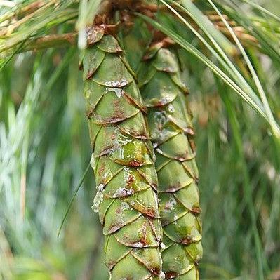 Pinus strobus 'Pendula' ~ Weeping White Pine