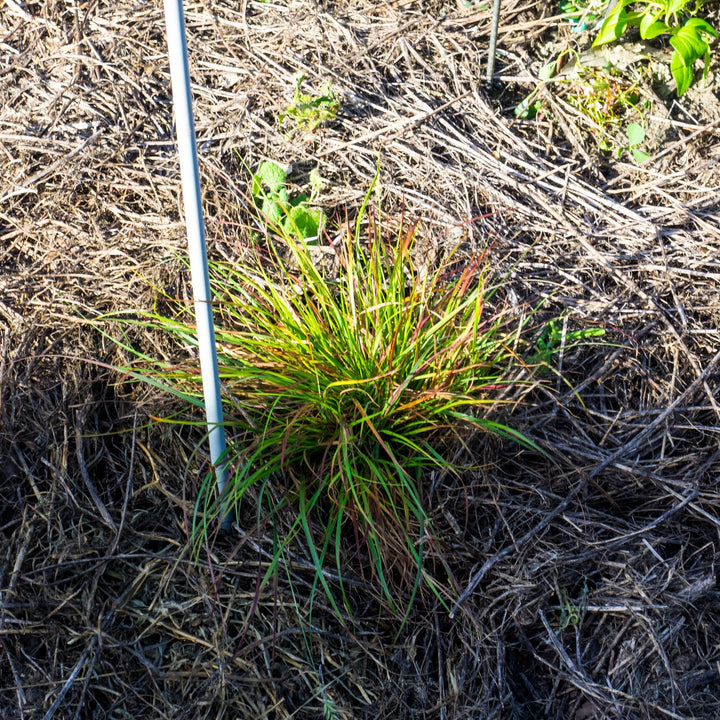 Pennisetum alopecuroides 'Burgundy Bunny' ~ Burgundy Bunny Fountain Grass