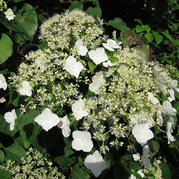 Climbing Hydrangea