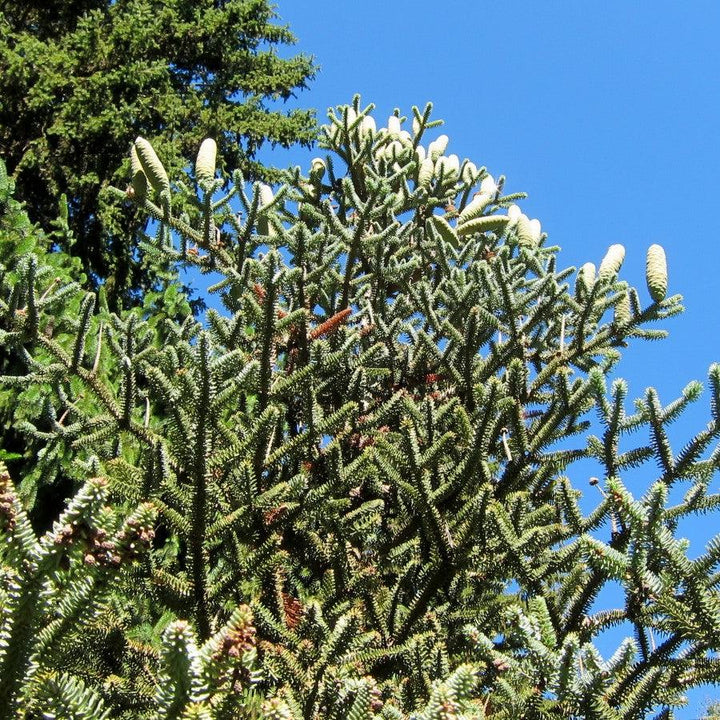 Abies pinsapo 'Glauca' ~ Blue Spanish Fir