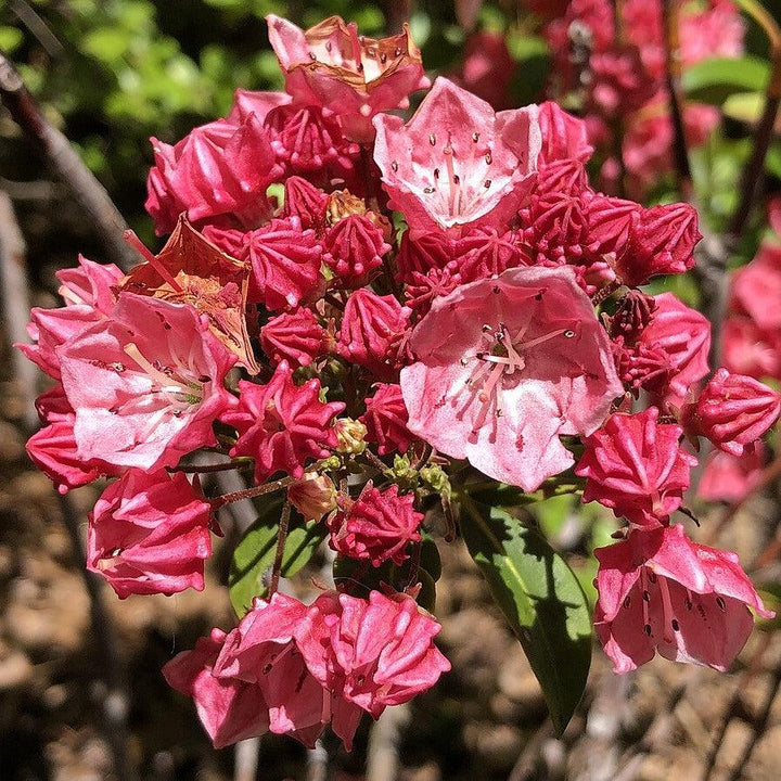 Kalmia latifolia 'Raspberry Glow' ~ Raspberry Glow Mountain Laurel