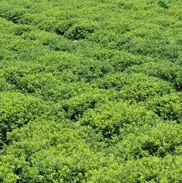 Ilex crenata 'Soft-Touch' ~ Soft Touch Japanese Holly