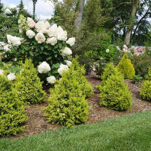 Chamaecyparis pisifera 'FARROWCGMS' ~ Soft Serve® Gold False Cypress