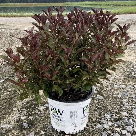 Weigela florida 'Alexandra’ ~ Wine & Roses® Weigela