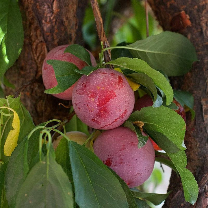 Prunus salicina x angustifolia 'Bruce' ~ Bruce Plum