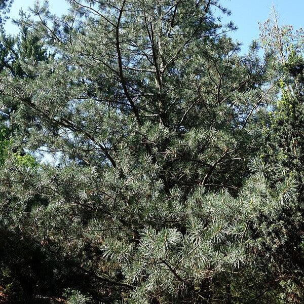 Pinus flexilis 'Vanderwolf's Pyramid' ~ Vanderwolf Pine