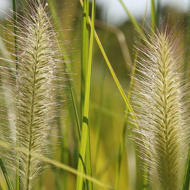 Pennisetum alopecuroides 'Foxtrot' ~ Foxtrot Fountain Grass