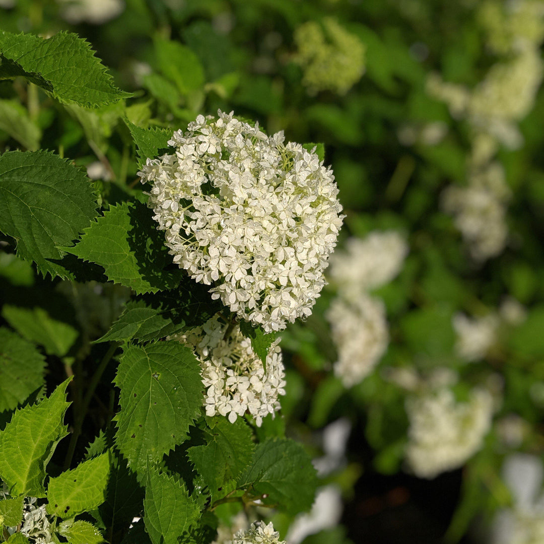 Hydrangea arborescens 'NCHA8' ~ Invincibelle® Limetta Smooth Hydrangea